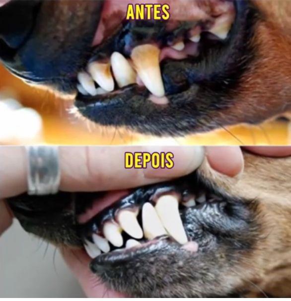 Spray Oral Pet - Desodorização Animal